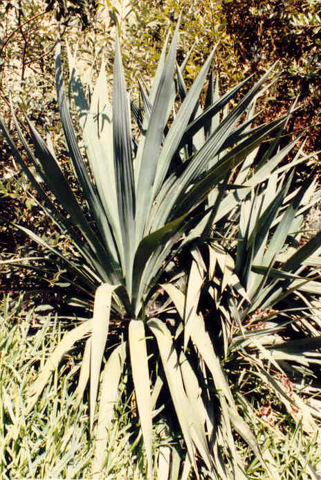 yucca様_ご確認ページ Yucca species
